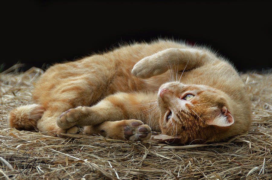 Comfy Cat Photograph by Eleanor Bortnick