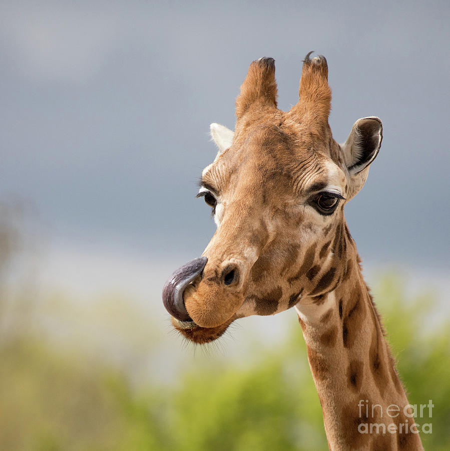 Comical giraffe with his tongue out.  Photograph by Jane Rix
