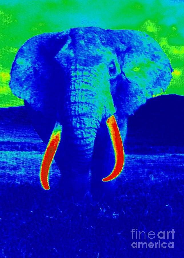 Heat Map Elephant Coming At You in About Ten Seconds Photograph by Richard W Linford