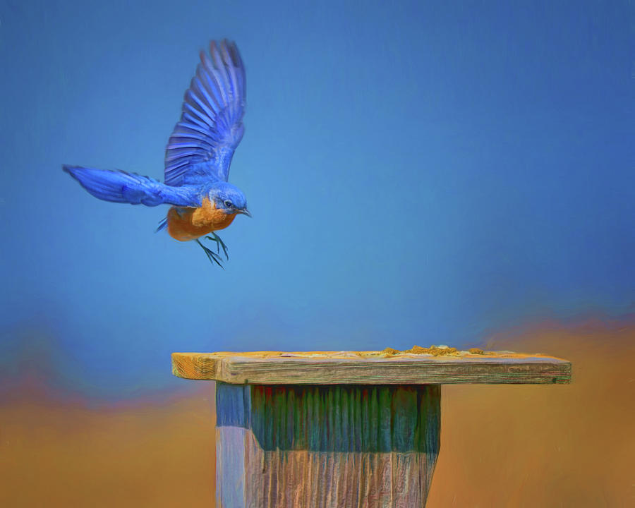 Bird Photograph - Coming Home - Bluebird by Nikolyn McDonald