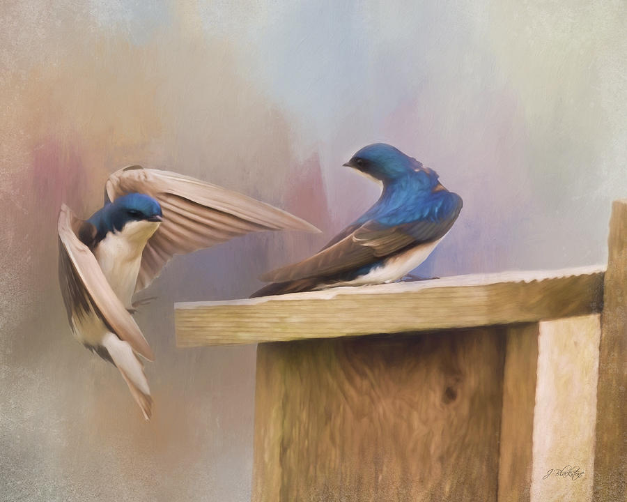 Coming Home To You - Bird Art Painting by Jordan Blackstone