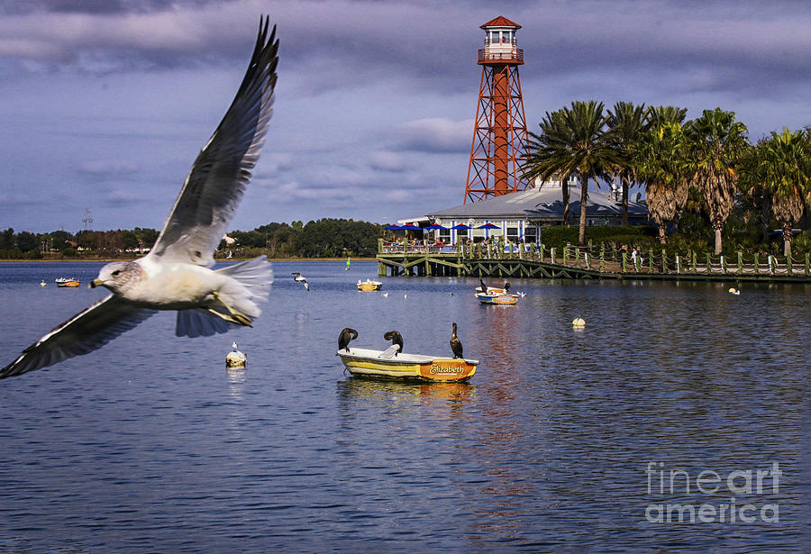 Birds Of Florida Photograph - Coming In For A Landing  #2 by Mary Lou Chmura