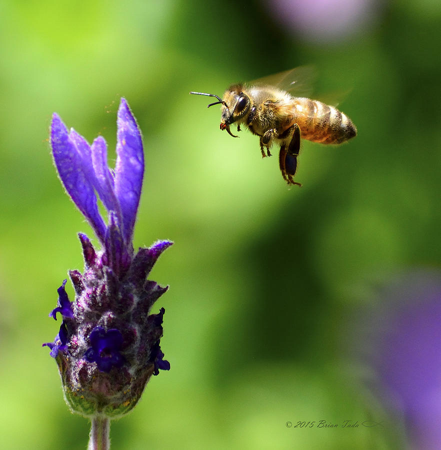 Nature Photograph - Coming In For A Landing by Brian Tada