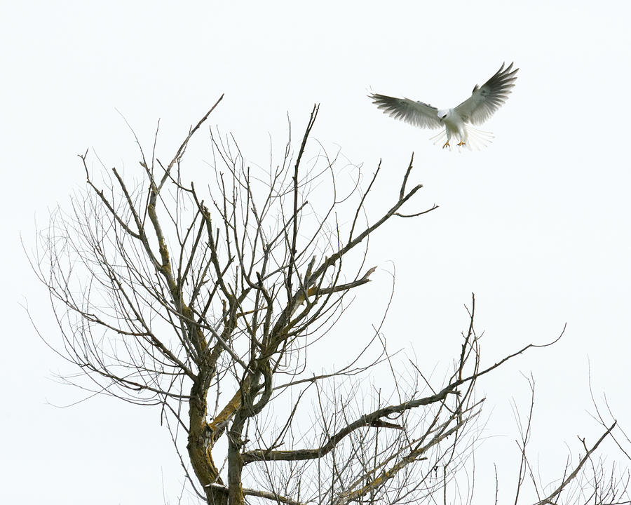 Coming In for a Landing -- White Tailed Kite at San Luis National Wildlife Refuge, California Photograph by Darin Volpe