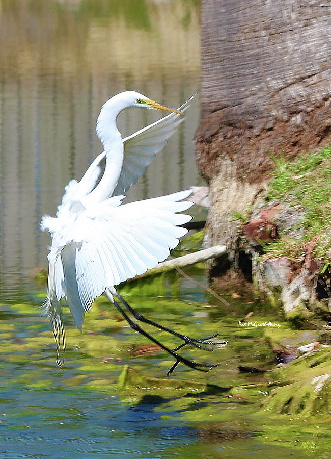 Egret Photograph - Coming In For A Landing by Pat McGrath Avery Egret Photograph - Coming In For A Landing by Pat McGrath Avery