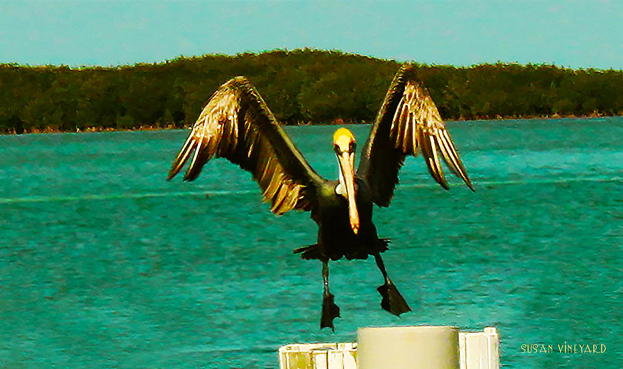 Pelican Photograph - Coming in for a Landing by Susan Vineyard