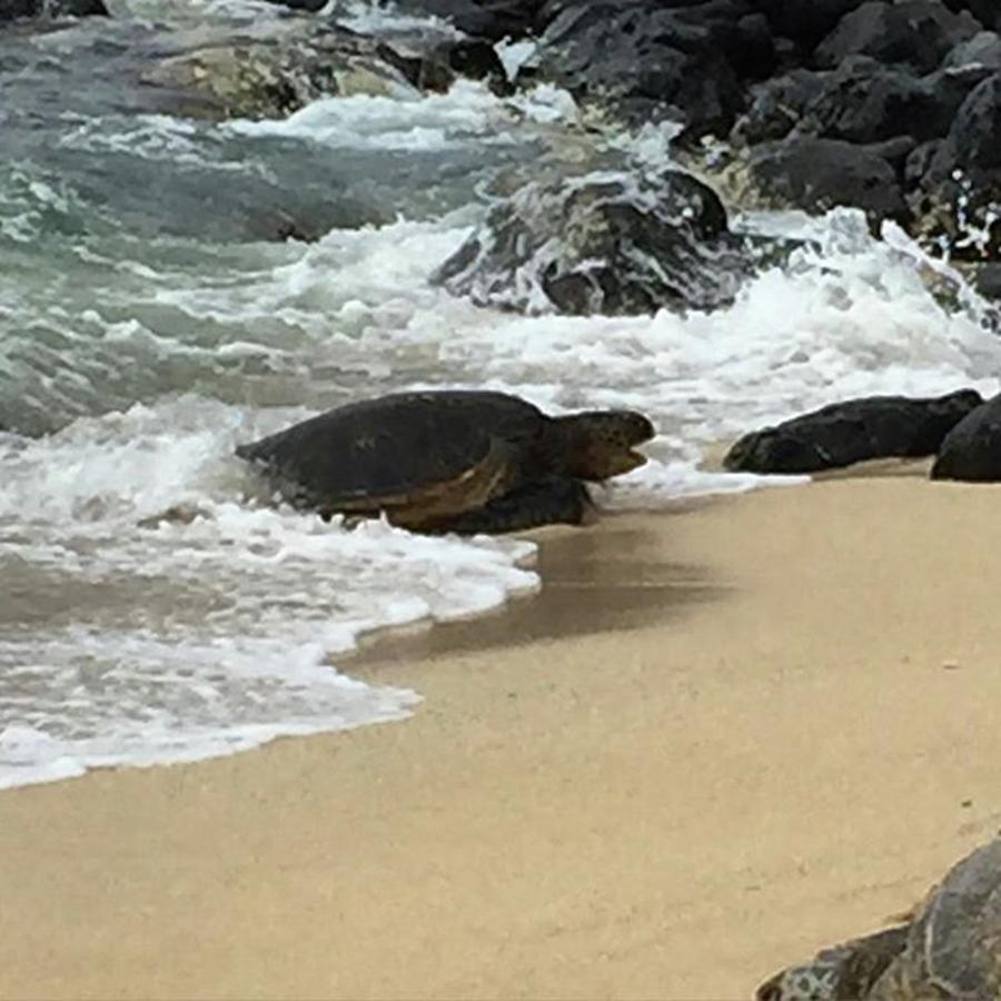Honu Photograph - Coming In For A Rest. #honu #mauihawaii by Darice Machel McGuire