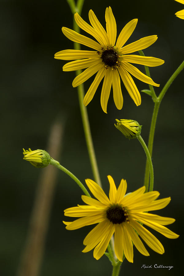 Coming Out Black Eyed Susan Flower Art Photograph