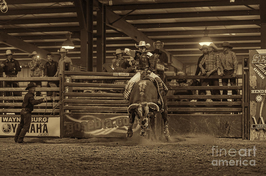 Rodeo Photograph - Coming out of the chute by Dan Friend