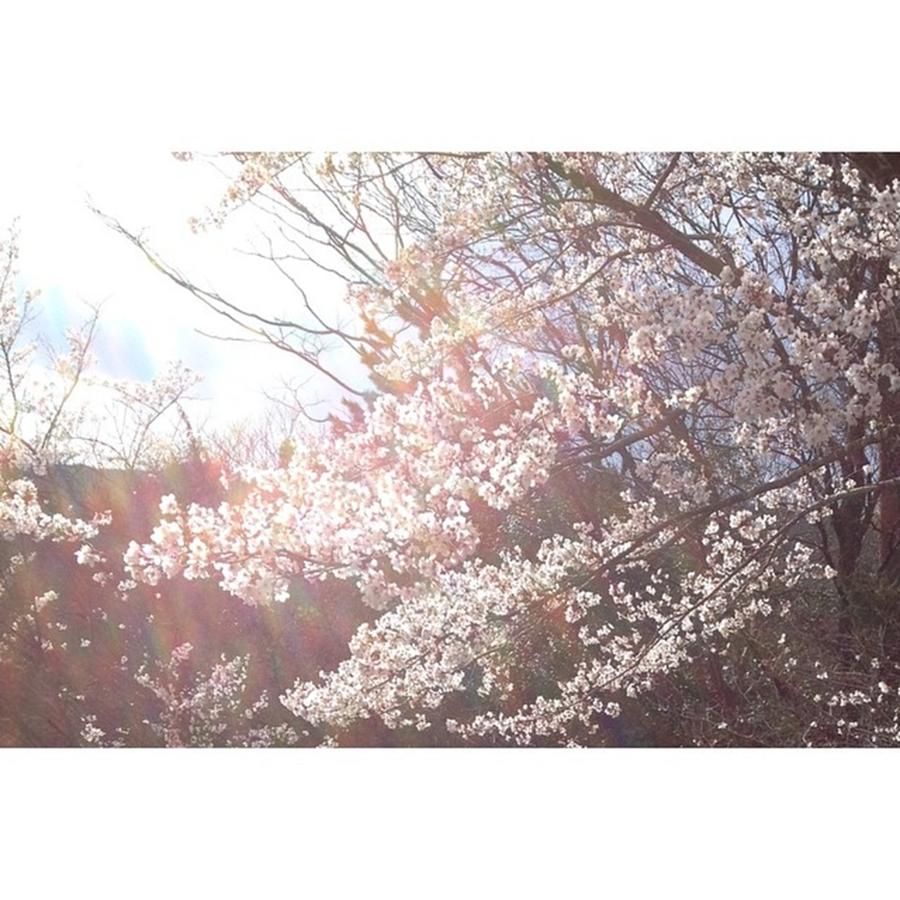 Spring Photograph - Coming Soon Is Cherry Season🌸 by Haruka Shigetoshi