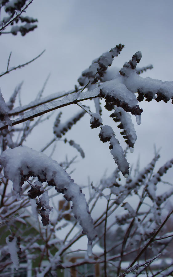 Tree Photograph - Coming Soon Snowfall by Roberta Byram
