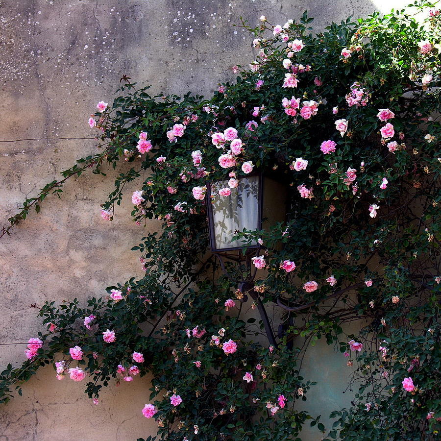 Coming up Roses Photograph by Jacqueline M Lewis
