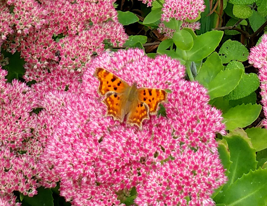 Comma Butterfly At Compton Castle Devon United Kingdom Photograph by Mackenzie Moulton