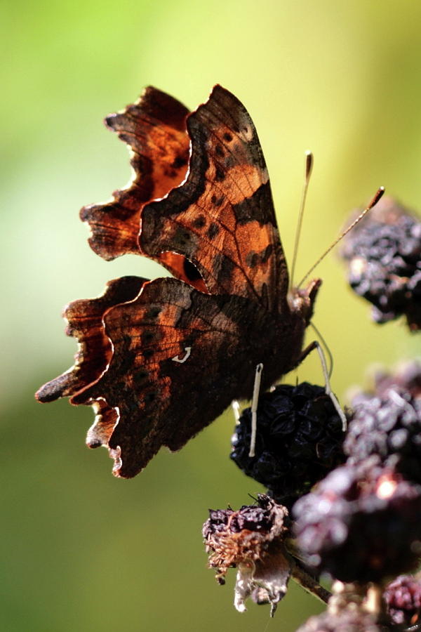 Comma Butterfly Photograph by Ian Sanders