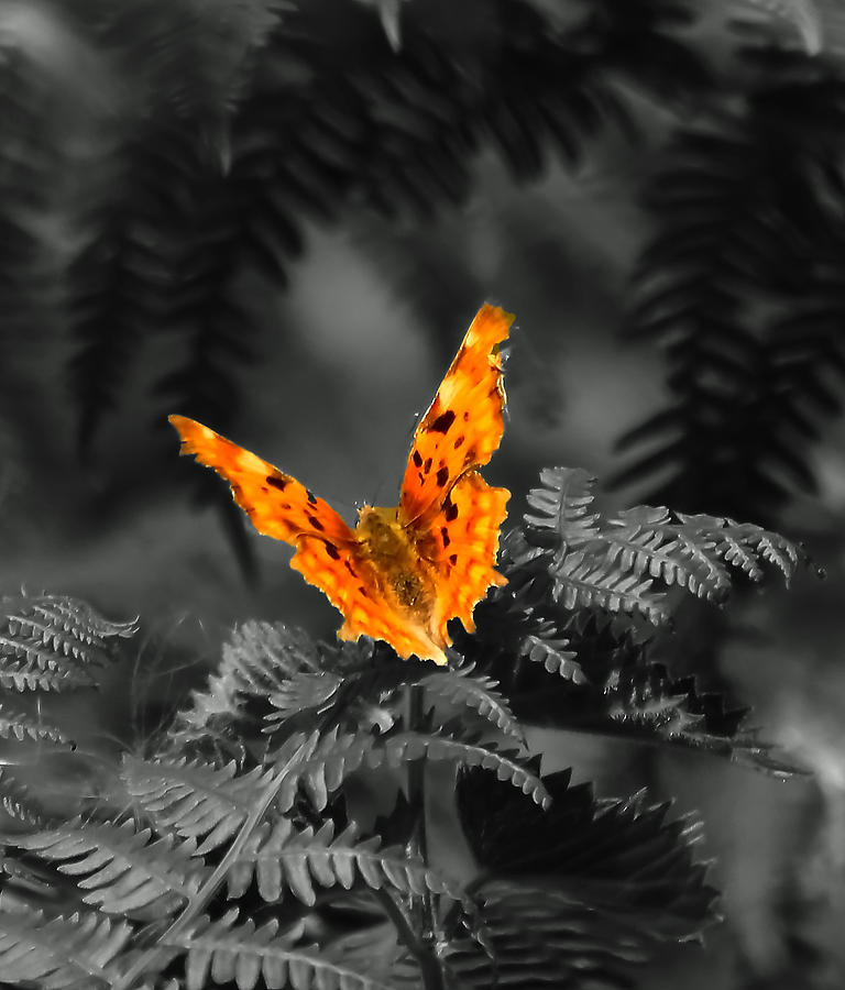 Comma Butterfly Photograph by Jeff Townsend