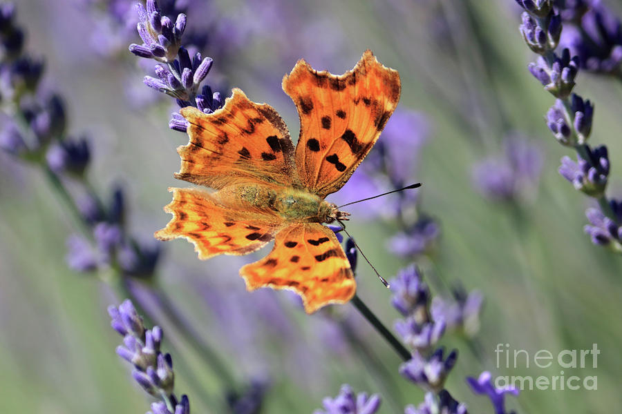 Comma butterfly on Lavender Photograph by Julia Gavin