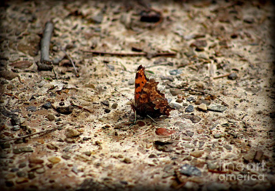 Comma Butterfly on Path 2016 Photograph by Karen Adams