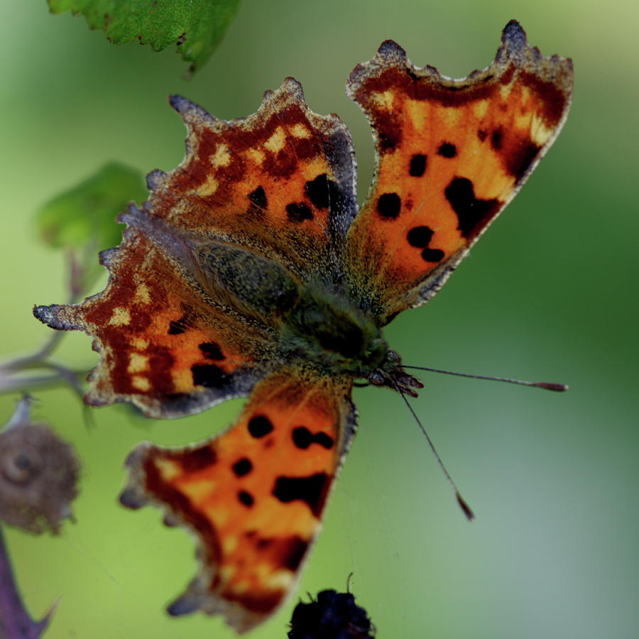 Comma Butterfly - open Photograph by Ian Sanders