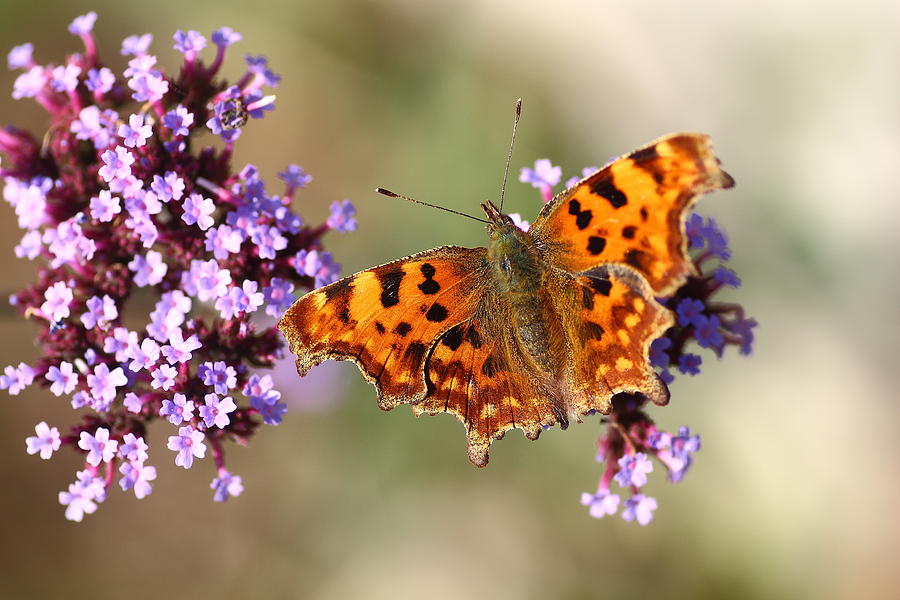 Comma Butterfly by Rumyana Whitcher