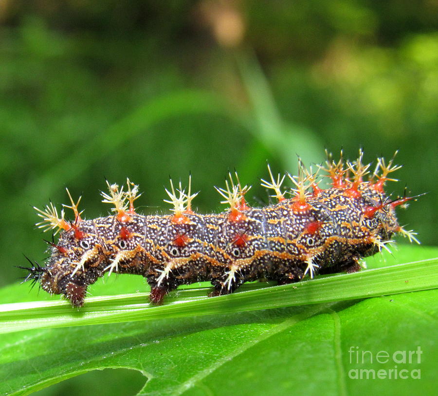 Comma Caterpillar Photograph by Joshua Bales