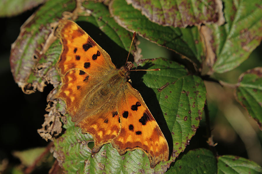 Comma On Dying Leaf Photograph by Adrian Wale
