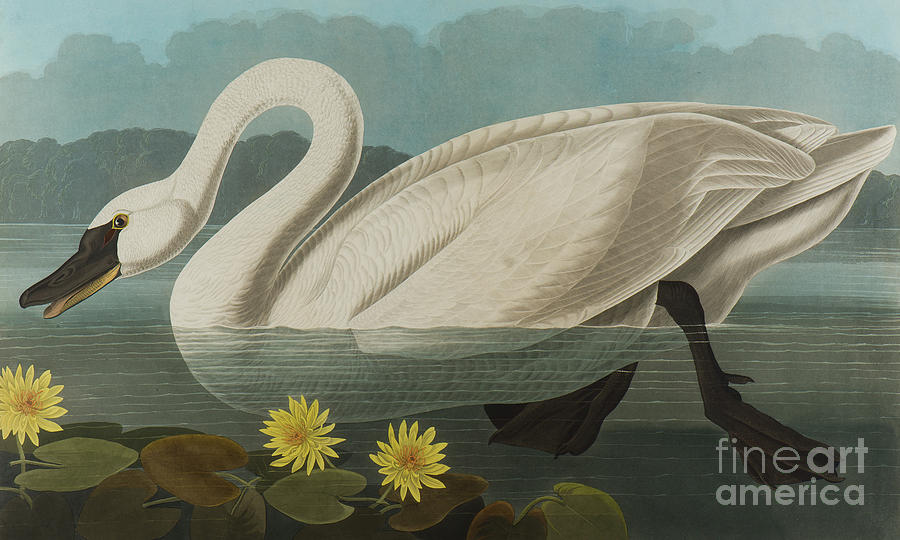Common American Swan Painting by John James Audubon