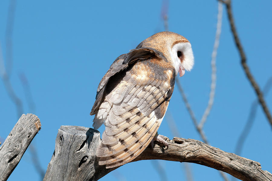 Common Barn Owl Displaying Wing Photograph By Ana Gonzalez