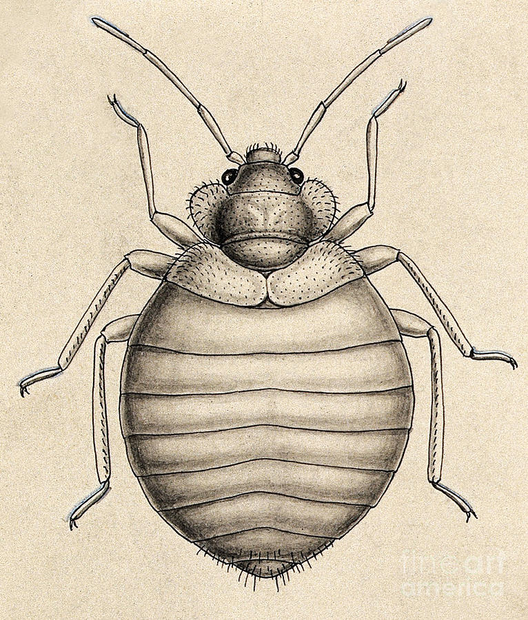 Common Bedbug, Cimex Lectularius Photograph by Wellcome Images