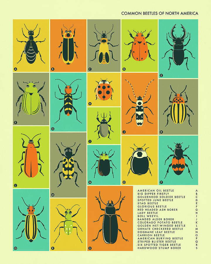 Insects Digital Art - Common Beetles Of North America by Jazzberry Blue