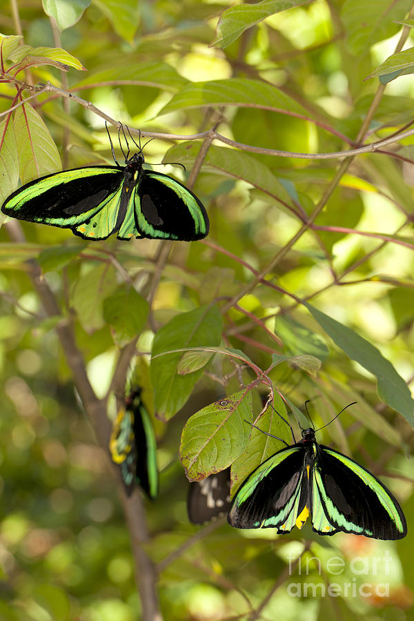 Common Birdwing Butterfly Photograph by Anthony Totah