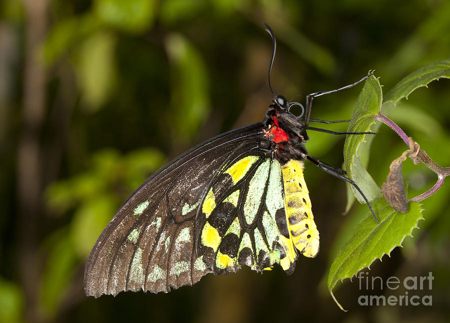 Common Birdwing  - Troides helena Photograph by Anthony Totah