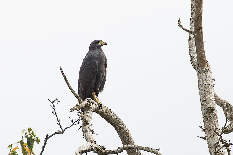 Common Black Hawk Photograph by Ronnie Maum