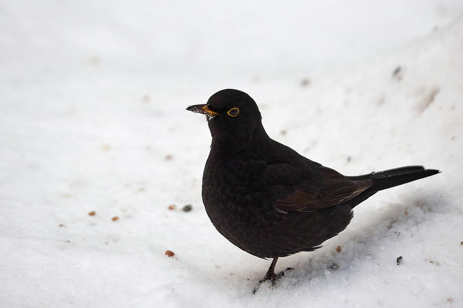 Common blackbird 13 Photograph by Jouko Lehto
