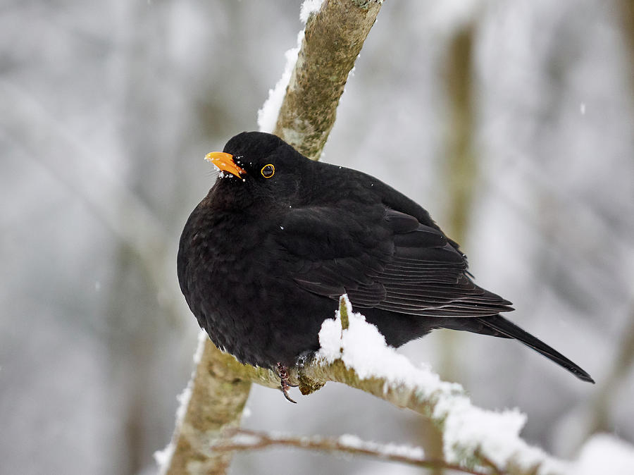 Common blackbird 6 Photograph by Jouko Lehto
