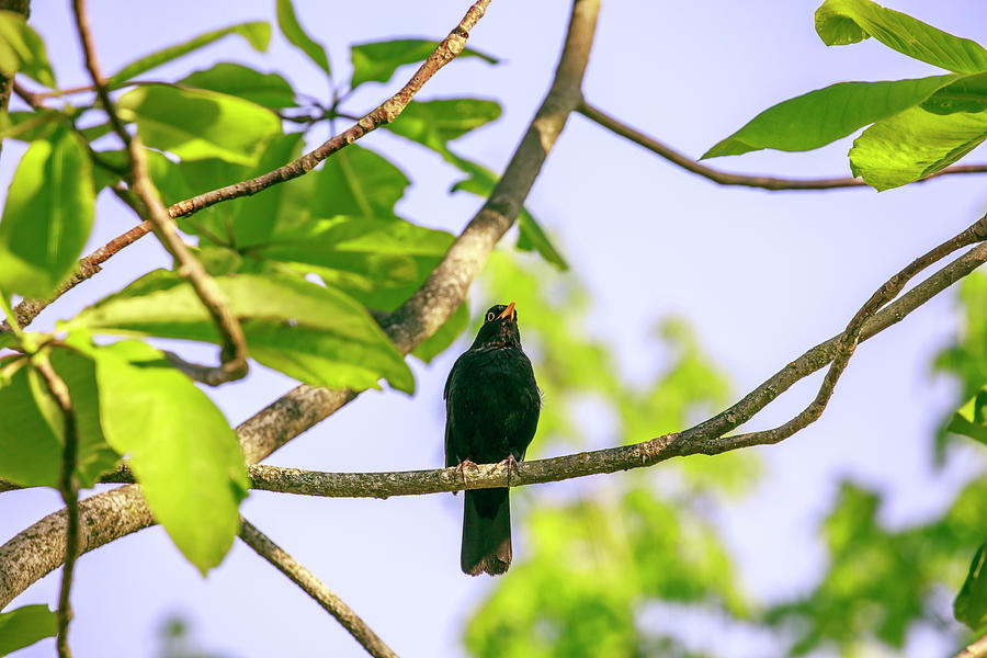 Common blackbird #a0 Photograph by Leif Sohlman
