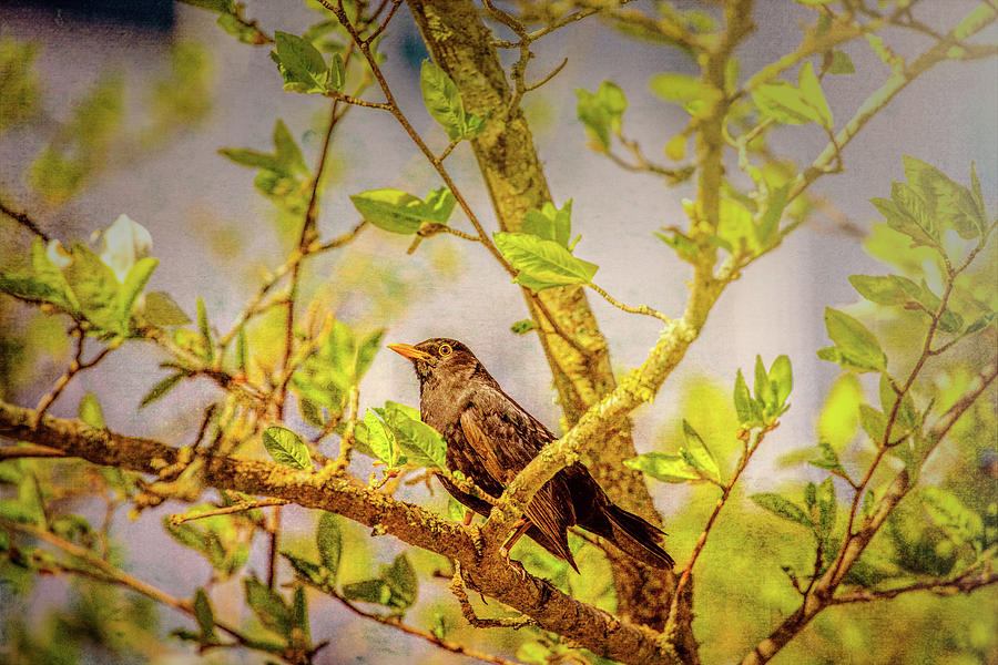 Common blackbird May 2016 Photograph by Leif Sohlman