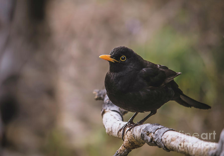Common blackbird  Photograph by Perry Van Munster