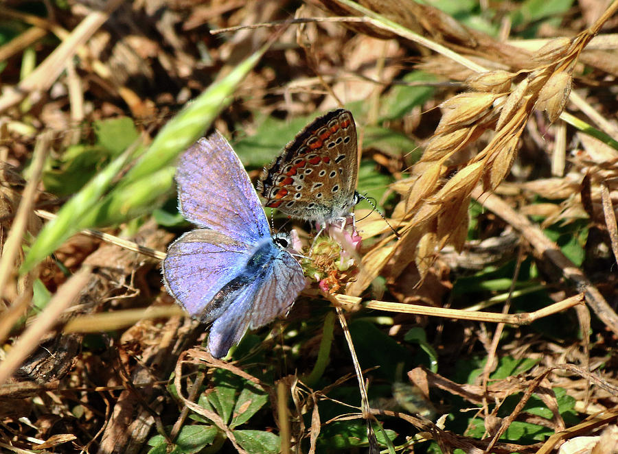 Common Blue Butterflies Photograph by Jeff Townsend