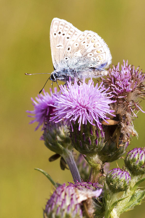 Common Blue Butterfly  Photograph by Chris Smith