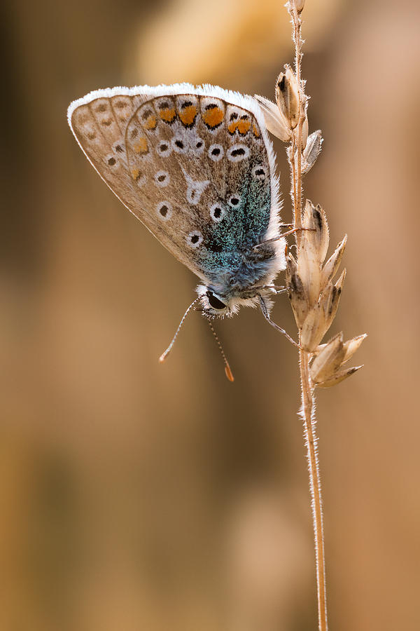 Butterfly Photograph - Common blue Butterfly by Ian Hufton