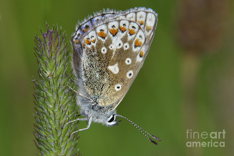 Common Blue Butterfly Photograph by Martyn Arnold