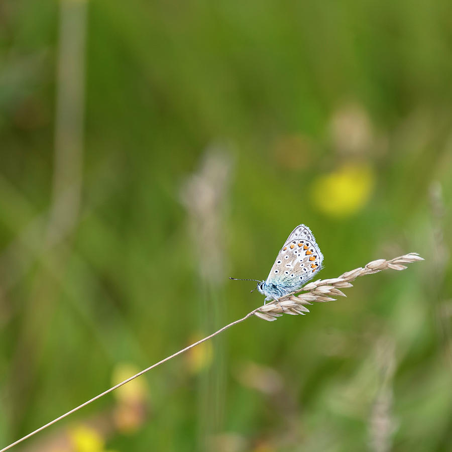 Common Blue Butterfly Polyommatus Icarus on grass stem in Summer ...