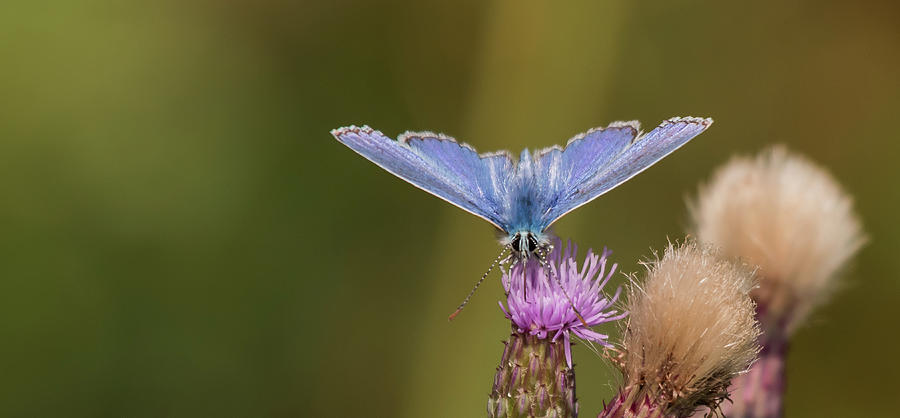 Common Blue Butterfly Photograph by Wendy Cooper