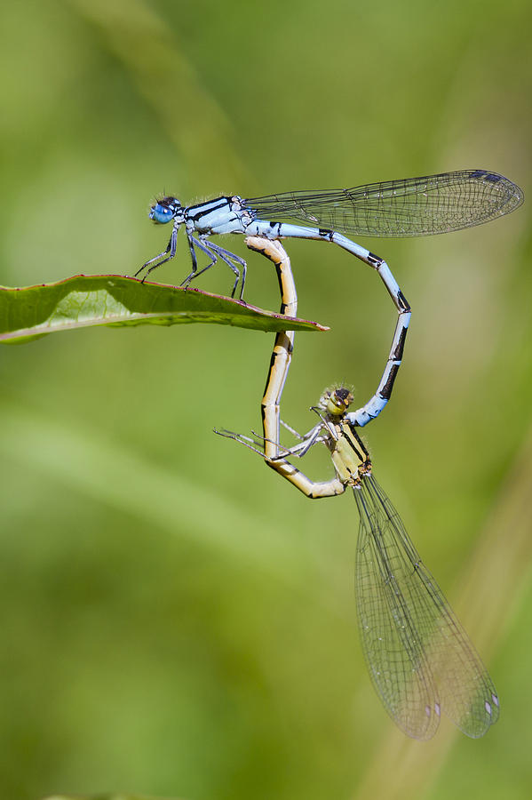 Common Blue Damselflies Photograph by Chris Smith