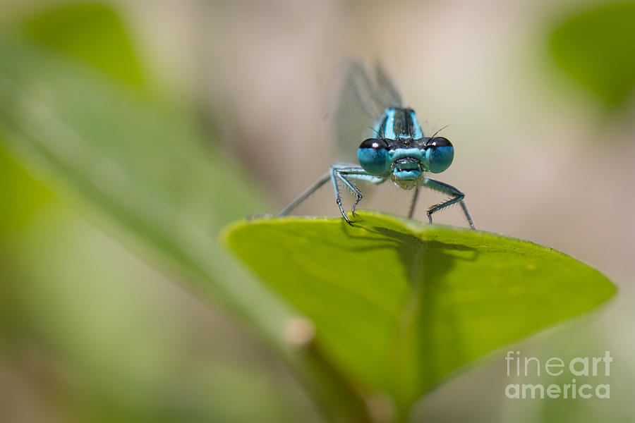 Wildlife Photograph - Common Blue Damselfly by Jivko Nakev