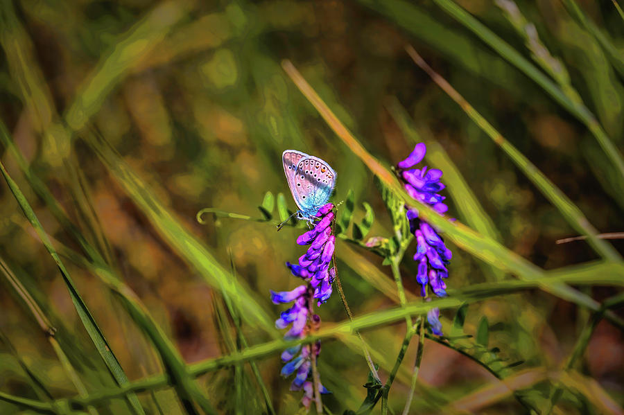 Common blue #h7 Photograph by Leif Sohlman
