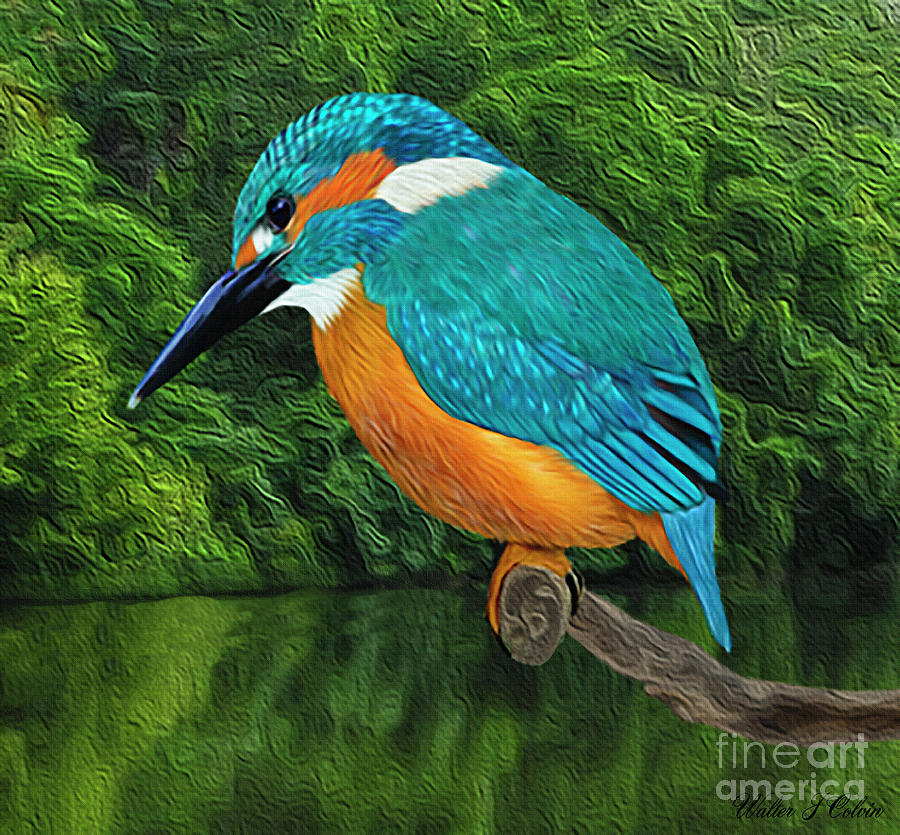 Common Blue Kingfisher Digital Art by Walter Colvin