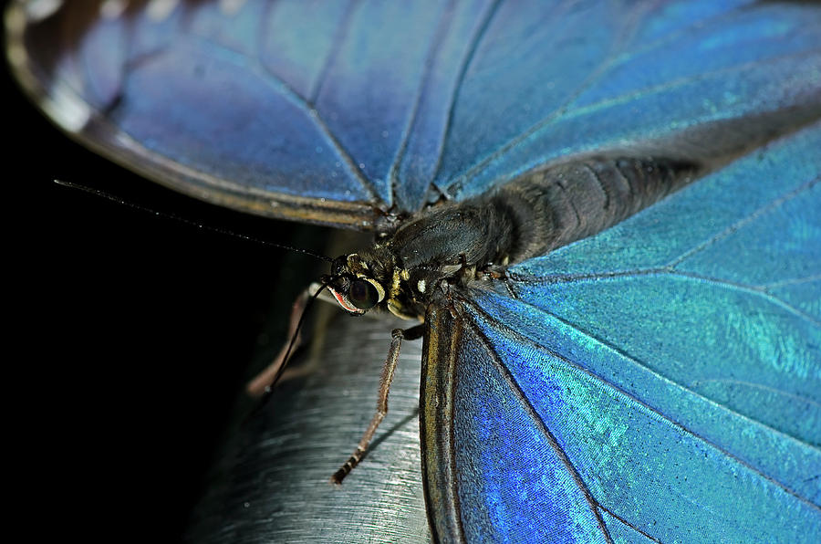 Common Blue Morpho Butterfly Photograph by JT Lewis