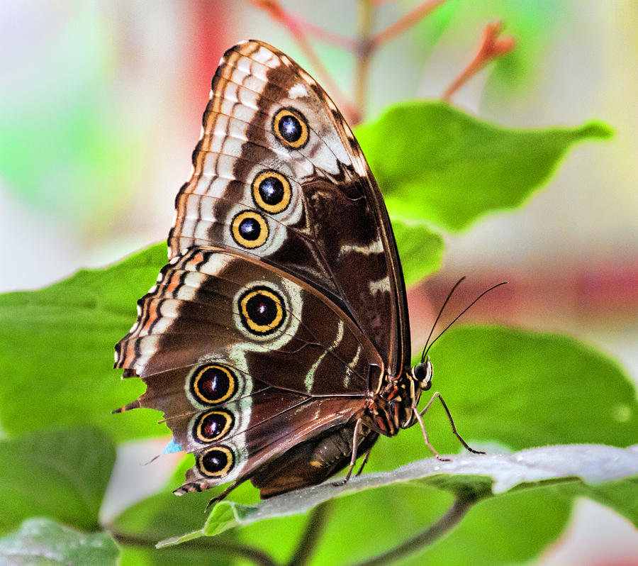 Butterfly Photograph - Common Blue Morpho Butterfly by Phyllis Taylor