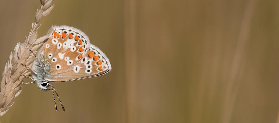 Common Blue Roosting Photograph by Wendy Cooper